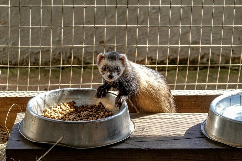 25 Animals You Can’t Legally Keep at Home in the US