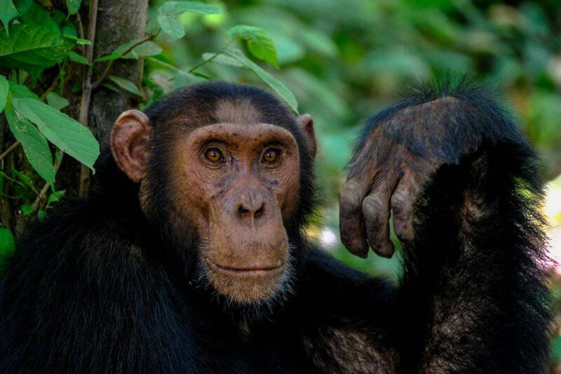 25 Animals You Can’t Legally Keep at Home in the US
