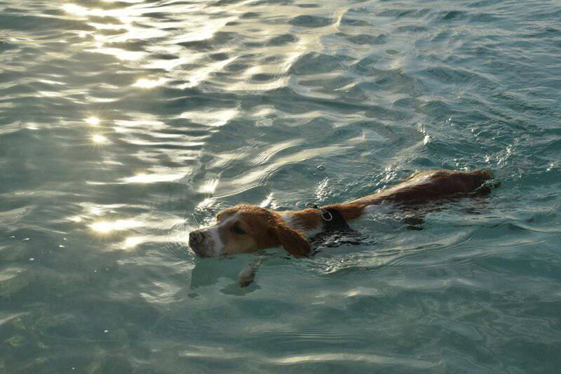 How long should I walk my dog? And how often? Tips to keep your pup healthy.