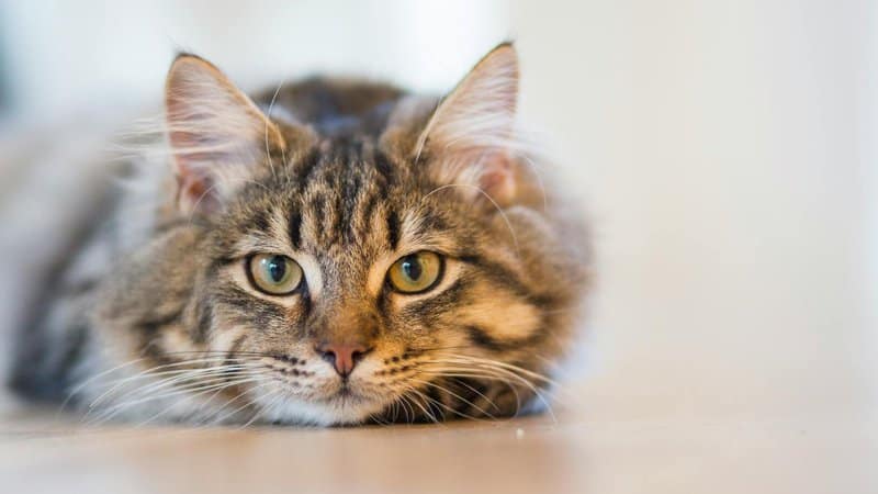 Exploring the Most Family-Friendly Cat Breeds for New Pet Owners