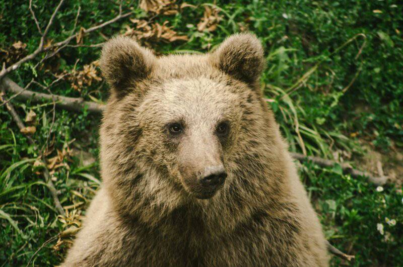 Here are the 25 Heaviest Animals On Earth