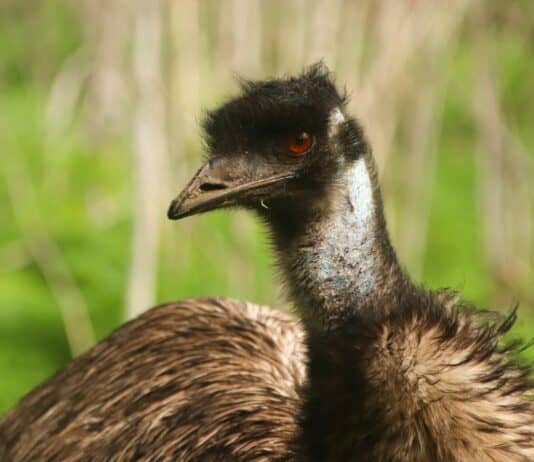 38 Weird and Fascinating Animals You Will Only Find in Australia