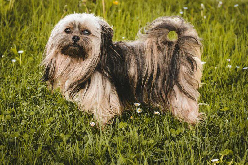 29 Dog Breeds That Won&#8217;t Survive In The Wild