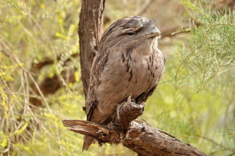 38 Weird and Fascinating Animals You Will Only Find in Australia