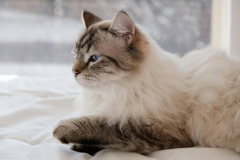 Exploring the Most Family-Friendly Cat Breeds for New Pet Owners