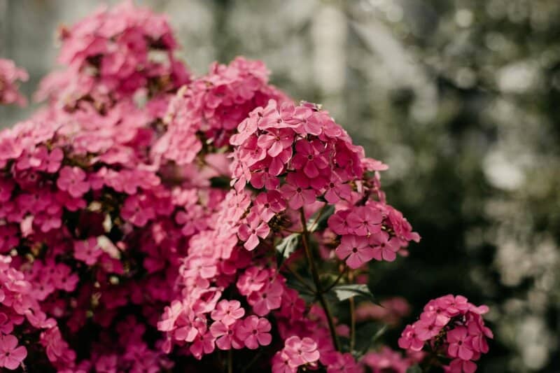 These 33 Plants Will Attract Butterflies To Your Garden