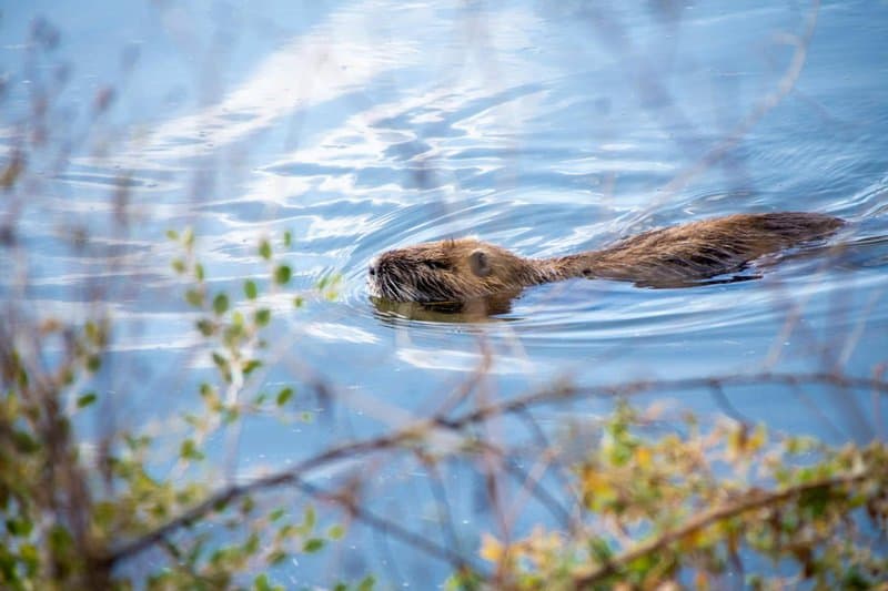 25 Animals You Can’t Legally Keep at Home in the US