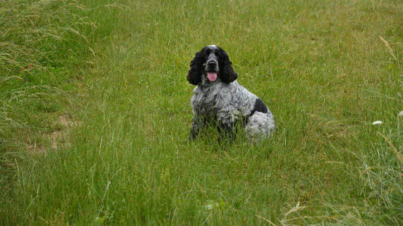 29 Dog Breeds That Won&#8217;t Survive In The Wild