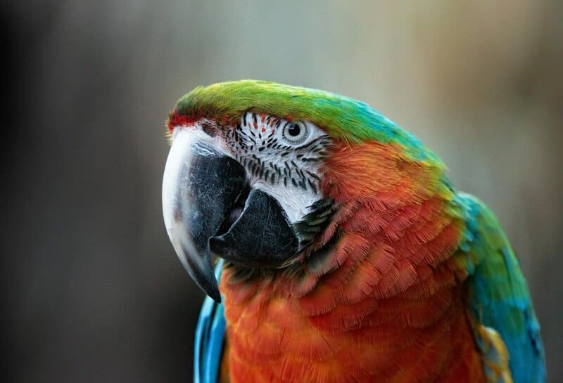 10 Types of Birds That Make Perfect Pets, and 15 You Should Leave in the Wild