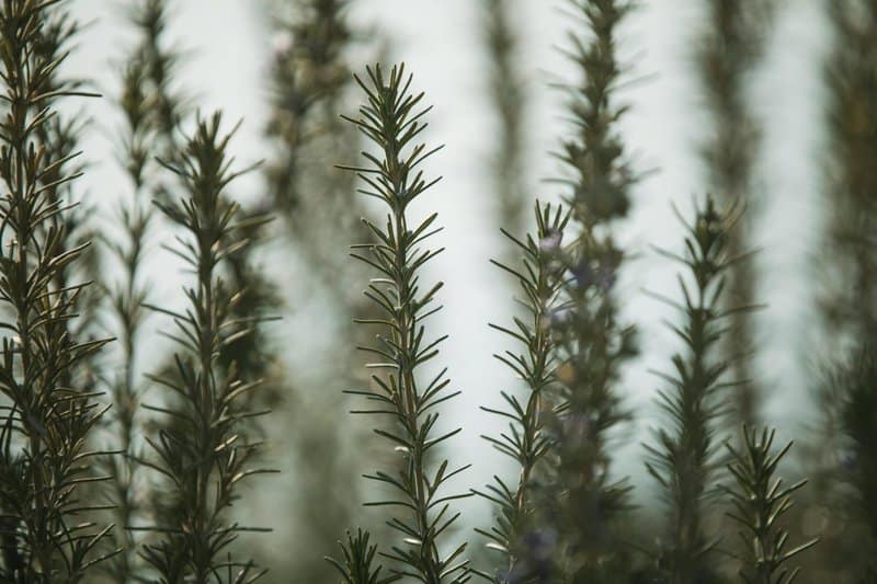 Plants That May Keep Snakes Away from Your Garden