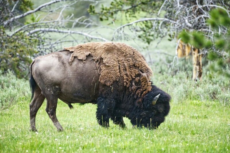 Here are the 25 Heaviest Animals On Earth