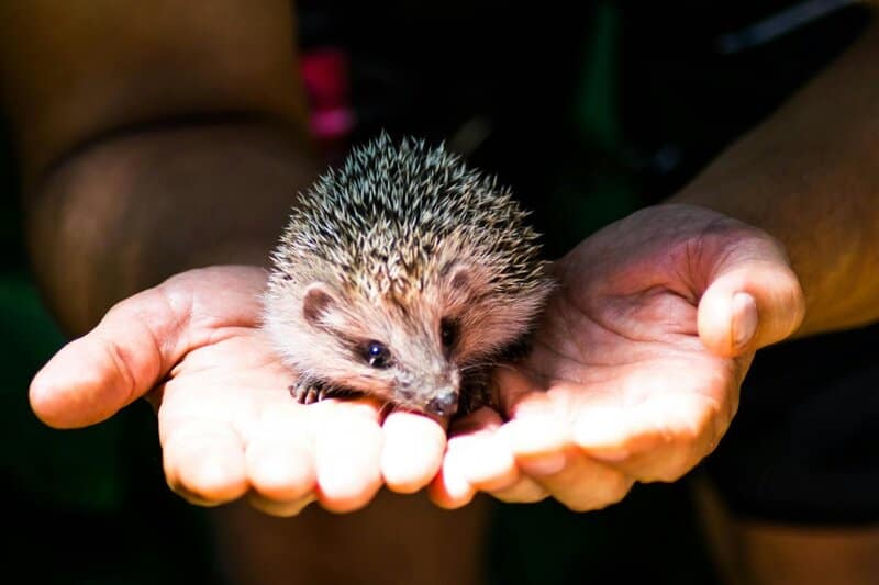 22 Pocket-Sized Pets That Are Perfect Companions