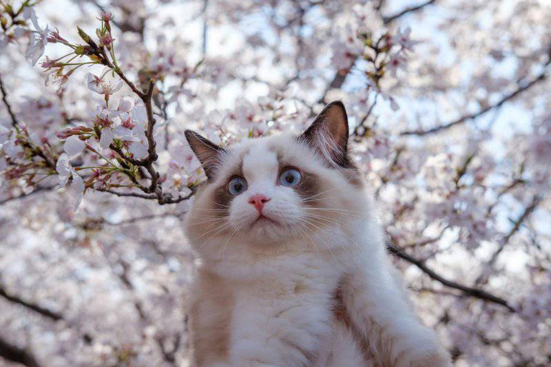 25 Compassionate Cat Breeds Known for Their Remarkable Emotional Intelligence