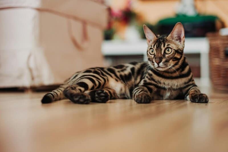 22 of the Most Exotic Pets in America Today