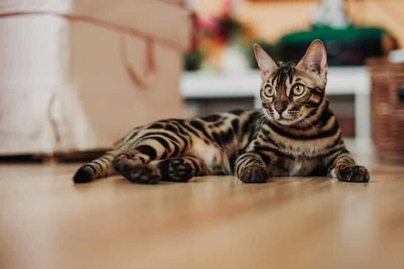 25 Unique Cat Breeds That You’ve Probably Never Seen