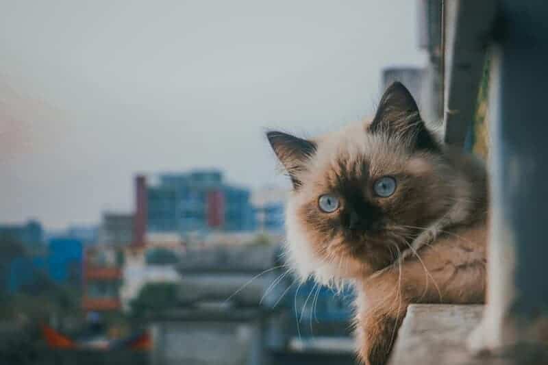 25 Unique Cat Breeds That You’ve Probably Never Seen