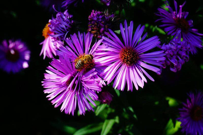25 Pollinator-Friendly Plants to Support Local Ecosystems in Your Backyard