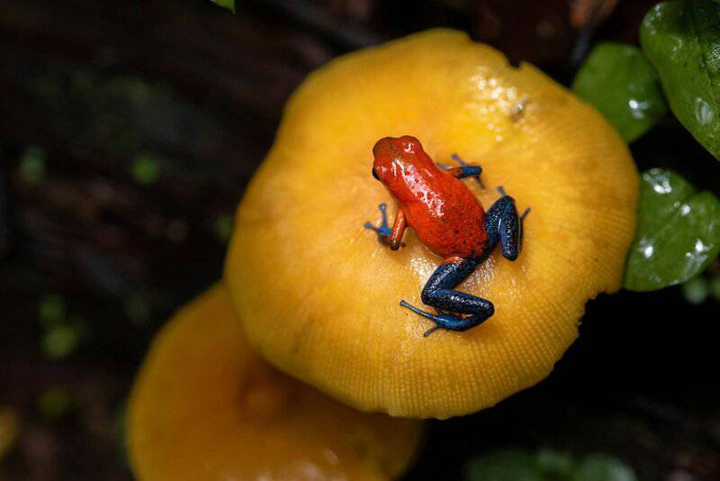 25 Animals You Can’t Legally Keep at Home in the US