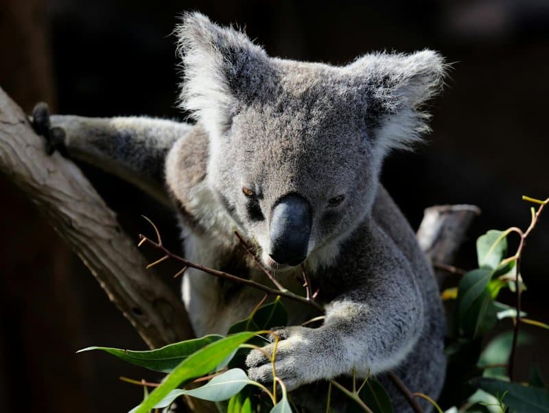 38 Weird and Fascinating Animals You Will Only Find in Australia