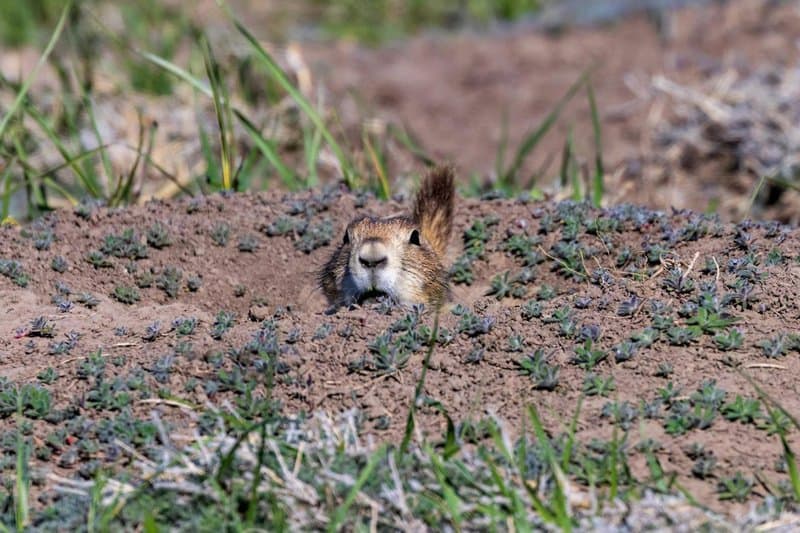 25 Animals You Can’t Legally Keep at Home in the US
