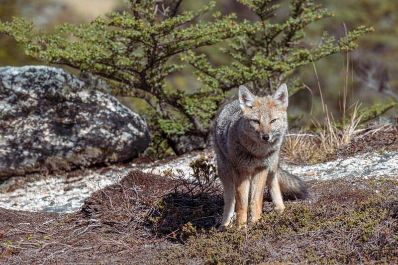 25 Animals You Can’t Legally Keep at Home in the US
