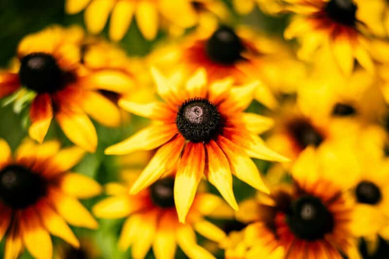 These 33 Plants Will Attract Butterflies To Your Garden