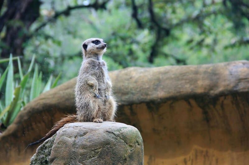 30 of the Most Fascinating Animal Behaviors in the Wild