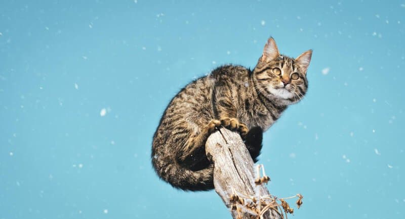 25 Unique Cat Breeds That You’ve Probably Never Seen