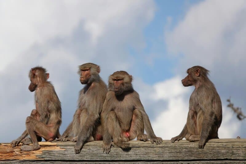 25 Animals You Can’t Legally Keep at Home in the US