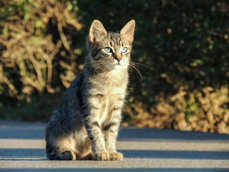 Exploring the Most Family-Friendly Cat Breeds for New Pet Owners