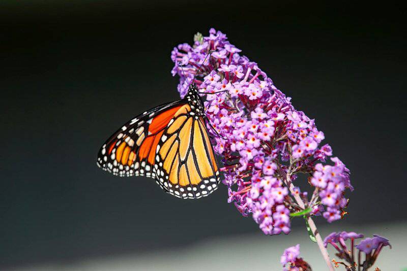 These 33 Plants Will Attract Butterflies To Your Garden