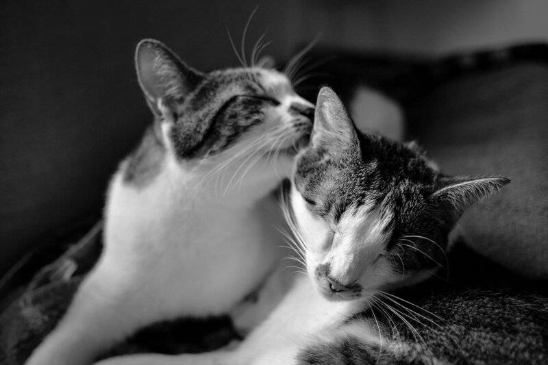 25 Unique Cat Breeds That You’ve Probably Never Seen