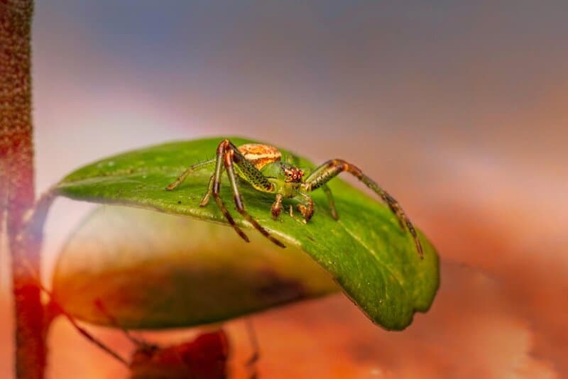 27 &#8220;Pests&#8221; and Their Surprising Role in the Ecosystem