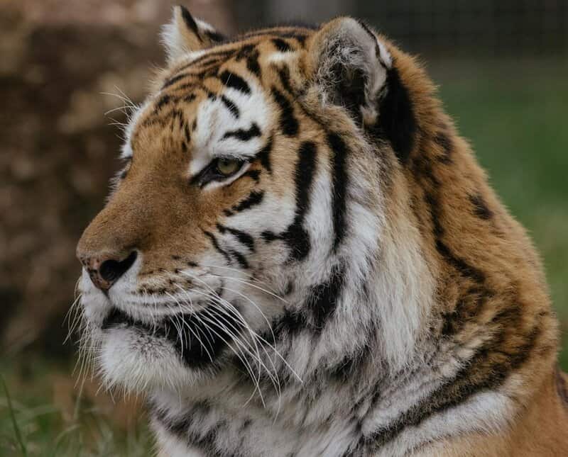 24 Fearless Animals That Have No Natural Enemies