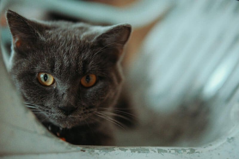 25 Compassionate Cat Breeds Known for Their Remarkable Emotional Intelligence