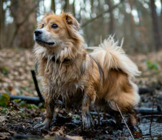 29 Dog Breeds That Won’t Survive In The Wild