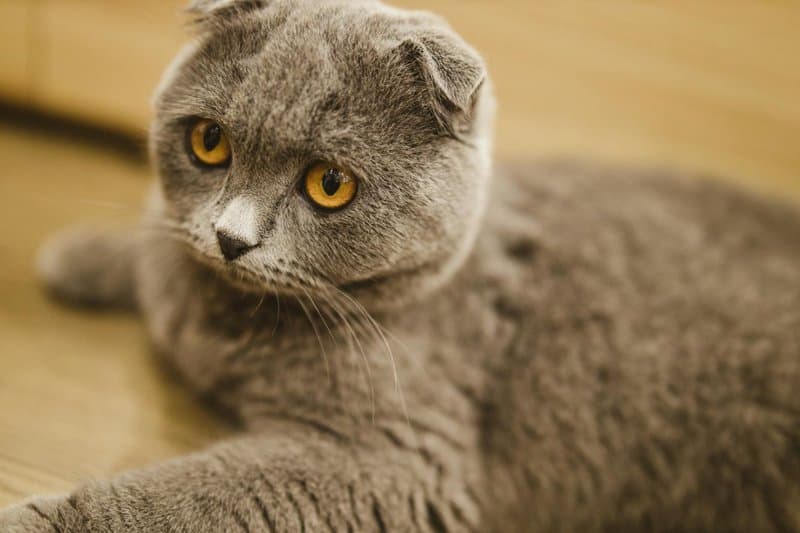 25 Compassionate Cat Breeds Known for Their Remarkable Emotional Intelligence