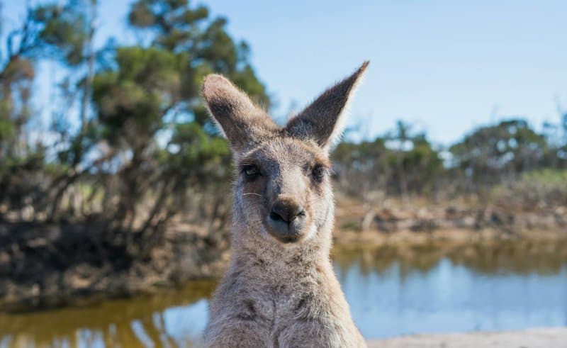 38 Weird and Fascinating Animals You Will Only Find in Australia