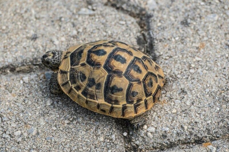 22 Pocket-Sized Pets That Are Perfect Companions