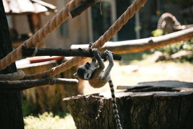 12 Zoos Leading the Way in Conservation Science