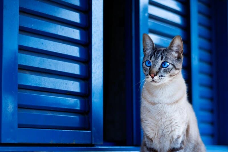 15 Best Cat Breeds for Homes with Multiple Felines and 8 That Thrive Alone
