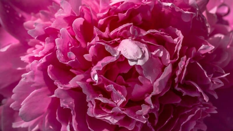 We Found the Best Plants for Keeping Deer Out of Your Garden All Year