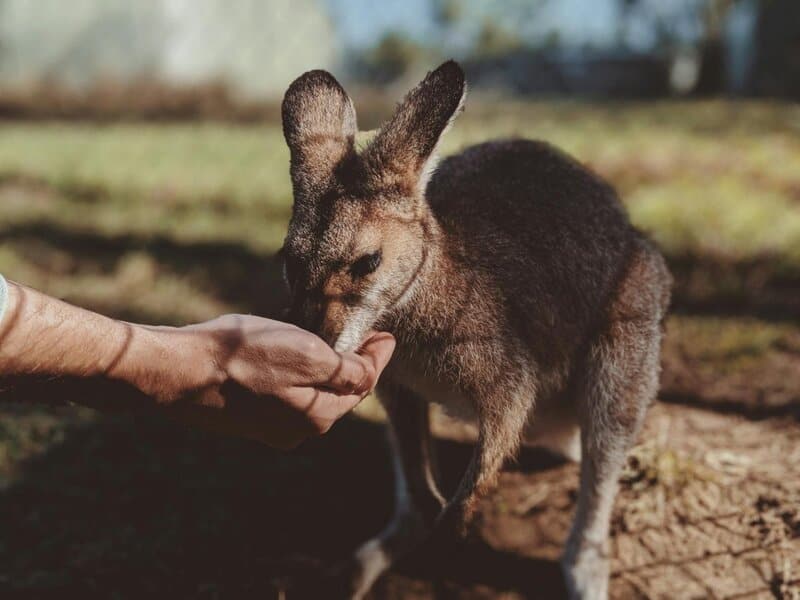 38 Weird and Fascinating Animals You Will Only Find in Australia