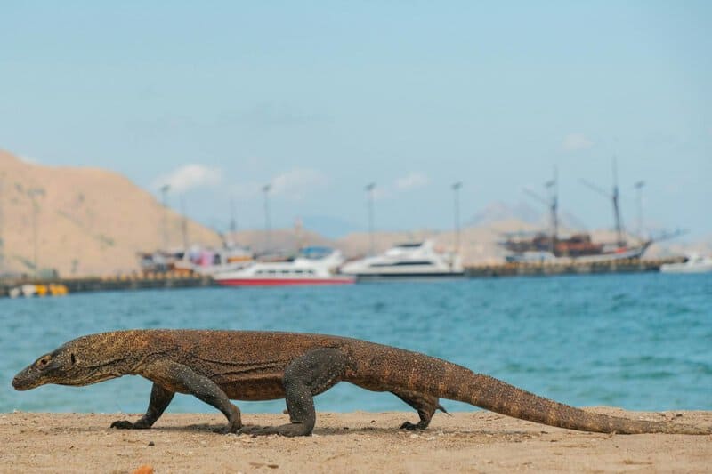 25 Animals You Can’t Legally Keep at Home in the US