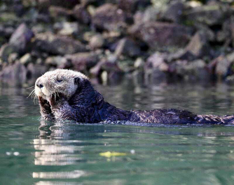 25 Aquatic Mammals You Probably Did Not Know About