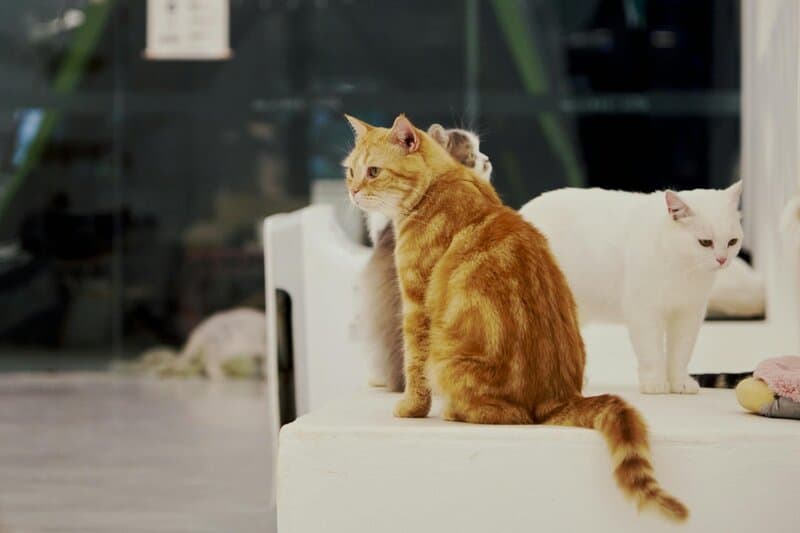 Exploring the Most Family-Friendly Cat Breeds for New Pet Owners