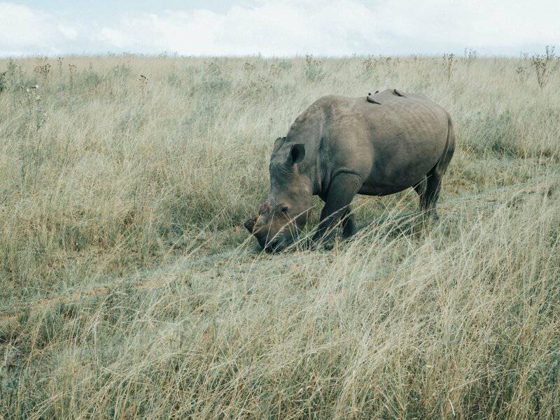 Here are the 25 Heaviest Animals On Earth