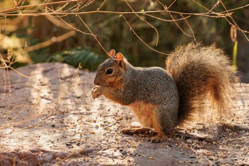 27 &#8220;Pests&#8221; and Their Surprising Role in the Ecosystem