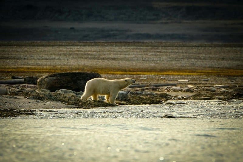 Are Humans Accidentally Creating Super-Resistant Wildlife?