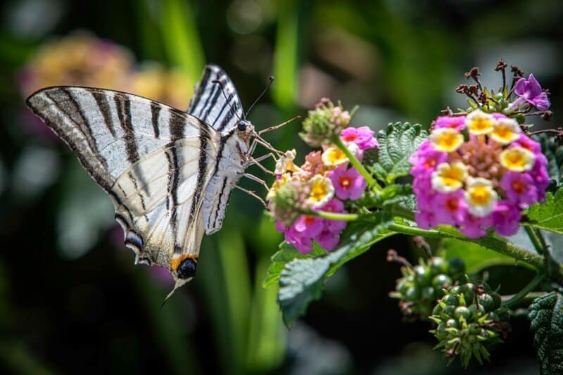 25 Pollinator-Friendly Plants to Support Local Ecosystems in Your Backyard